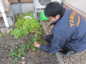 20171219 ハーブの手入れ