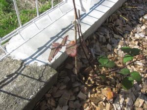 IMG_3529